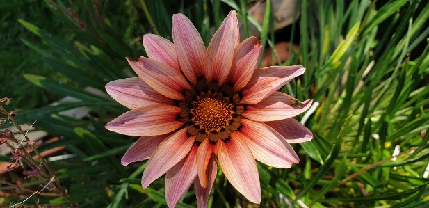 Flower pink flowering plant petal Photo