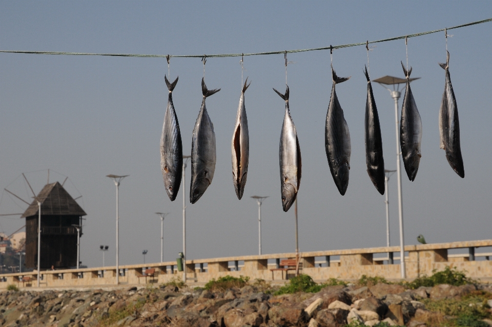 Ikan musim panas laut stok
