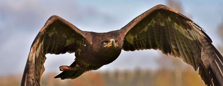 Animals golden eagle bird of prey Photo