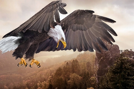 Foto Hewan burung bertulang belakang
 rajawali