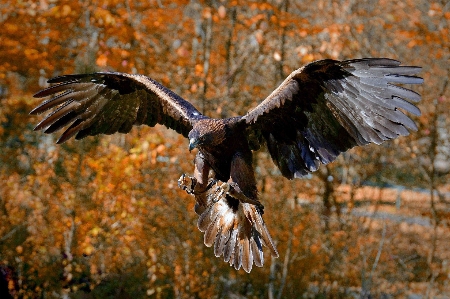 Tiere vogel schnabel steinadler
 Foto