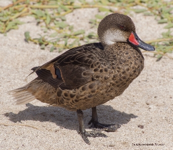 Duck bird vertebrate beak Photo