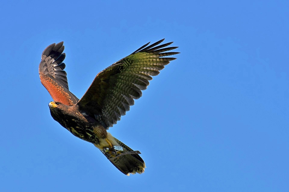 Animals bird of prey eagle