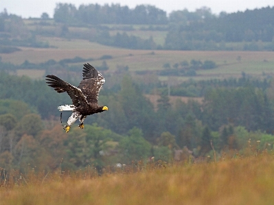 Tiere vogel adler steinadler
 Foto