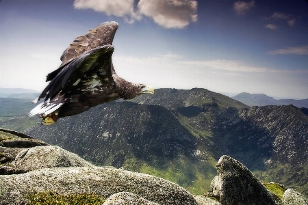 Photo Animaux nature aigle en or
 ciel