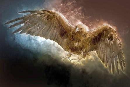 Animals wing bird of prey mythology Photo