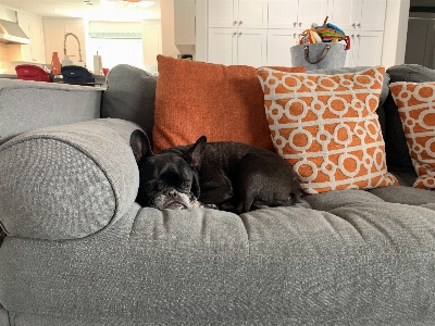 Dog french bulldog couch furniture Photo