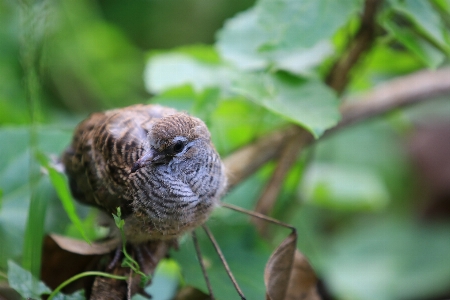 鳥 陸上動物
 生命体 適応 写真