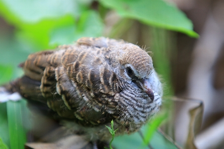 Bird beak terrestrial animal adaptation Photo