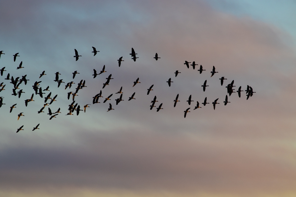 Geese flying sunrise flock