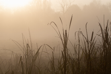 Mist sunrise riverbank river grass Photo