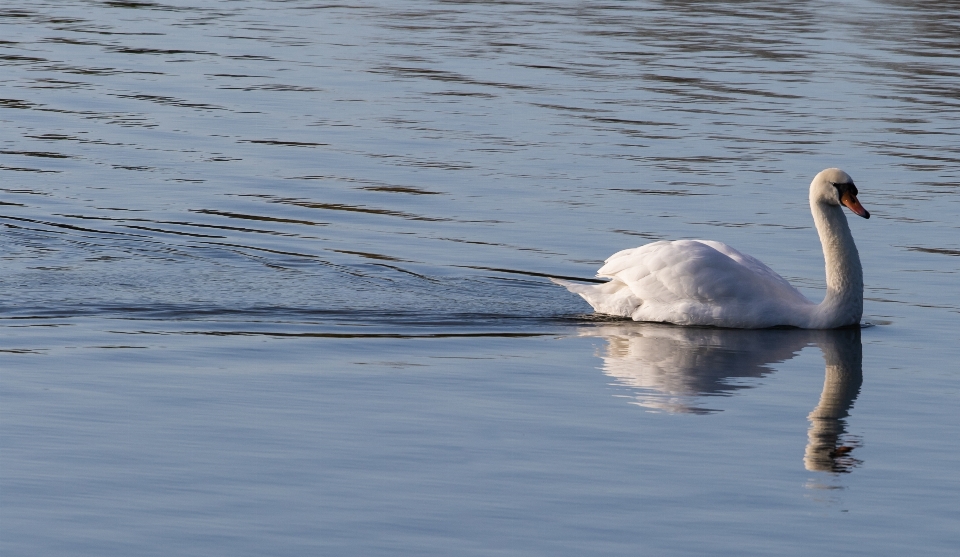 Cigno riflessione lago fiume