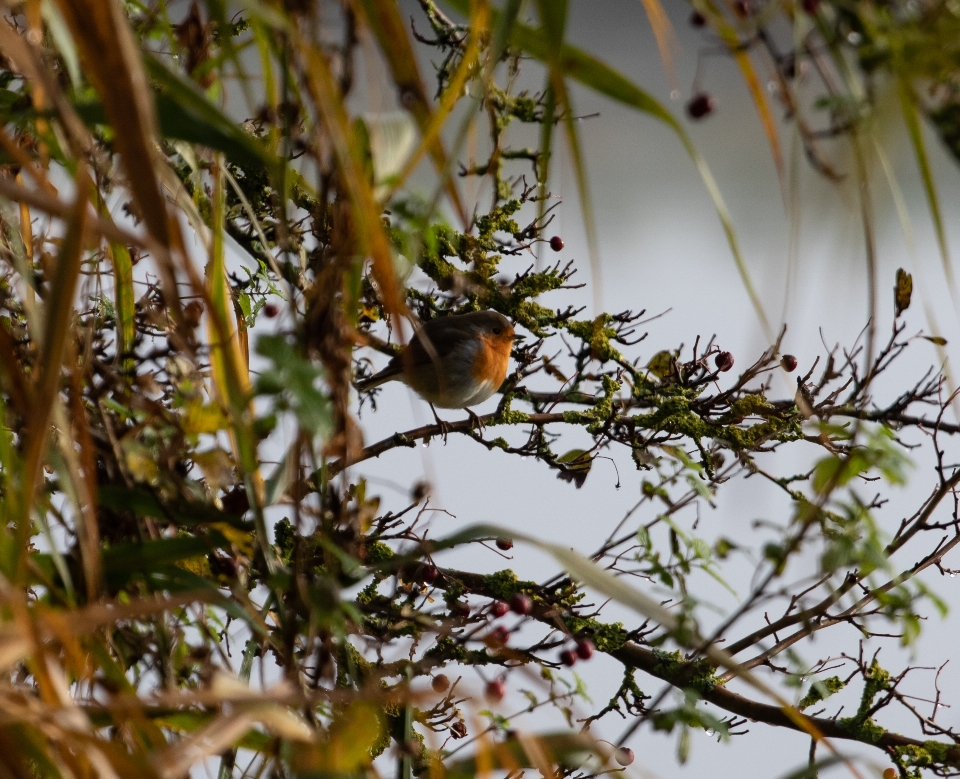 Robin redbreast na árvore
 peito vermelho
 empoleirado
