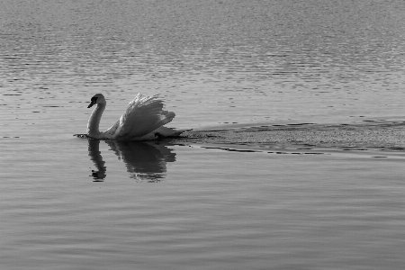 Photo Cygne réflexion lac rivière