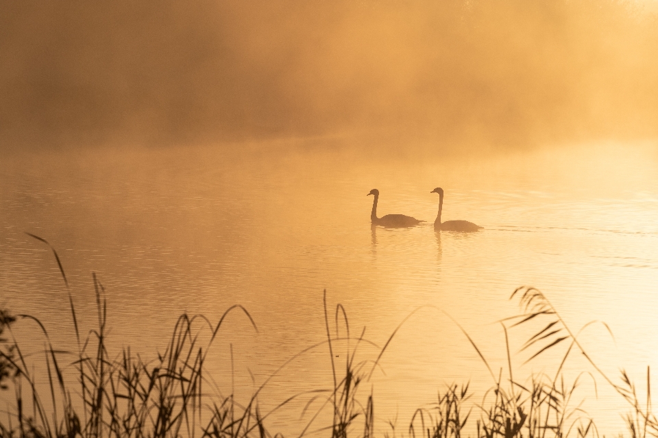 Mist sunrise riverbank river grass