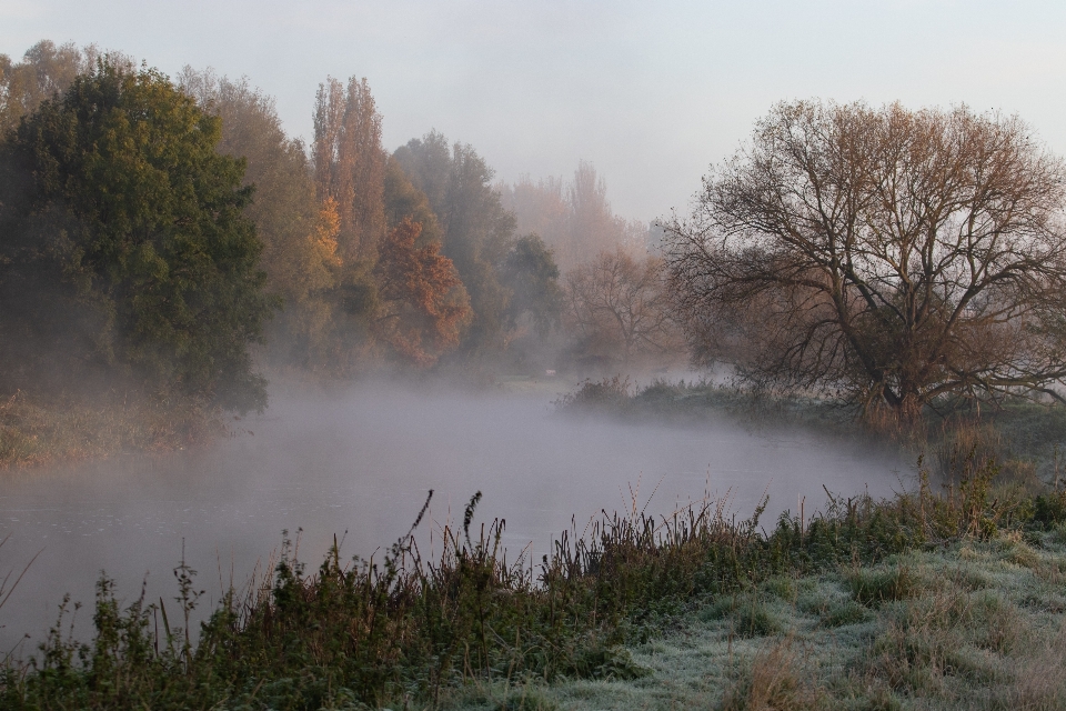 Mist sunrise riverbank river grass