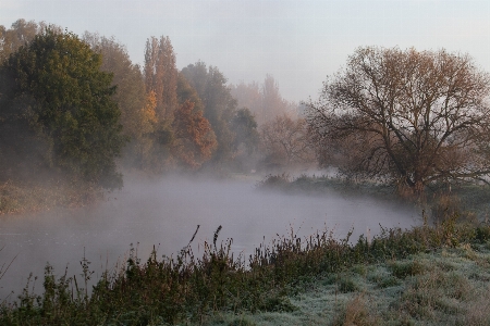 Mist sunrise riverbank river grass Photo