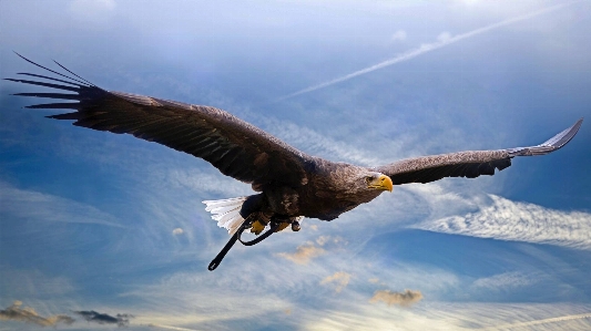 Golden eagle bird of prey Photo