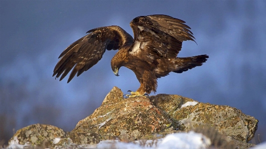 Foto Hewan elang emas
 burung rajawali