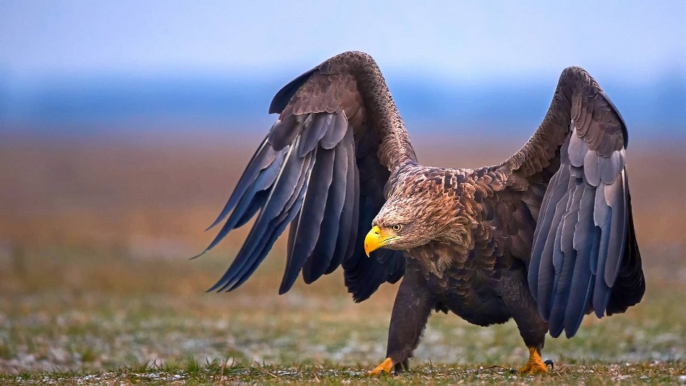 Hewan bertulang belakang
 burung paruh