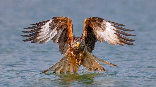 Foto Hewan burung bertulang belakang
 pemangsa
