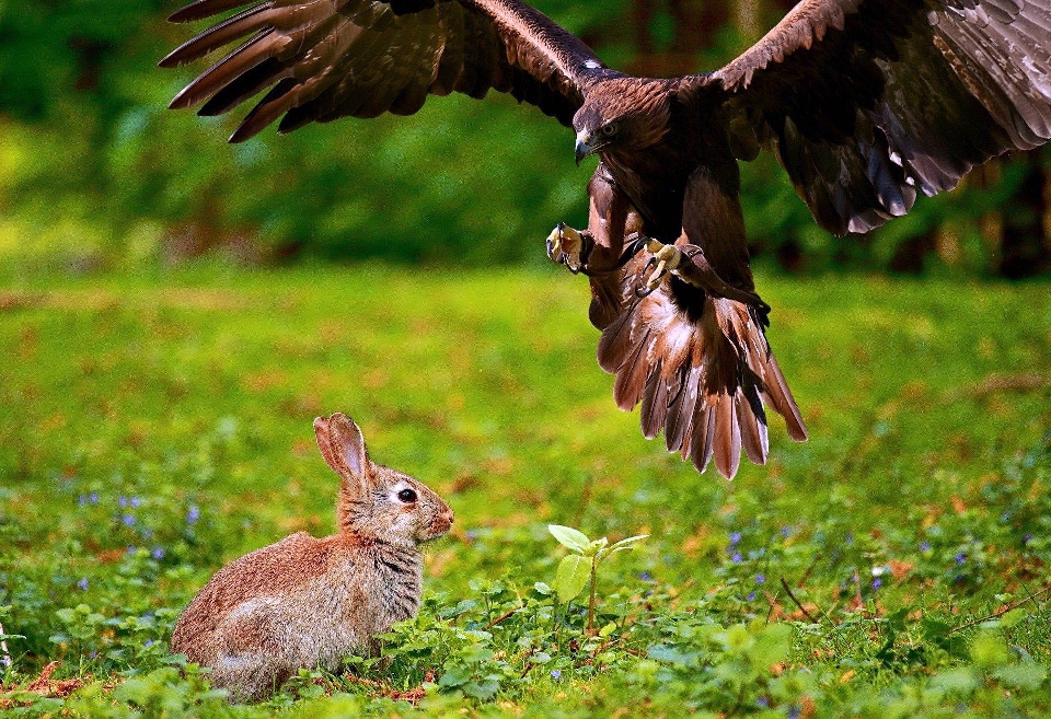 Bird vertebrate mountain cottontail hare