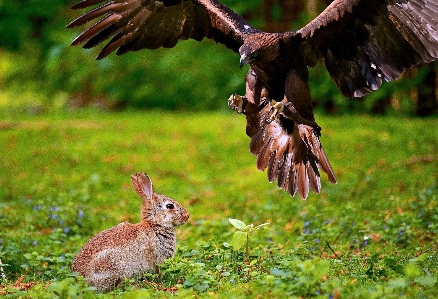 Photo Oiseau vertébré
 lapin de montagne
 lièvre
