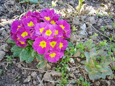 Flowers flower flowering plant Photo