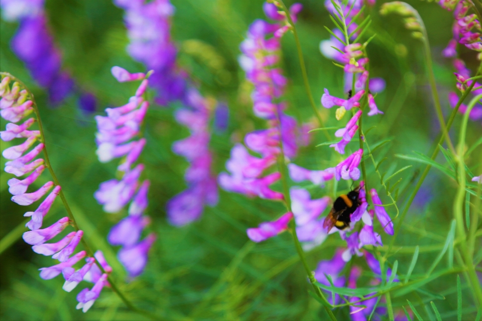 Flor primavera natureza roxo