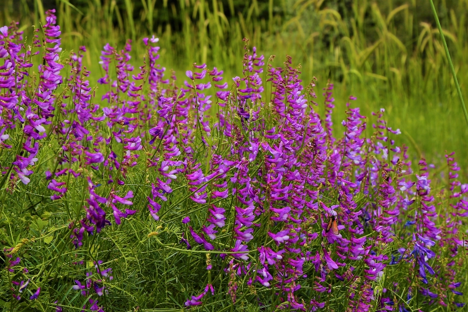 Fiore primavera natura viola