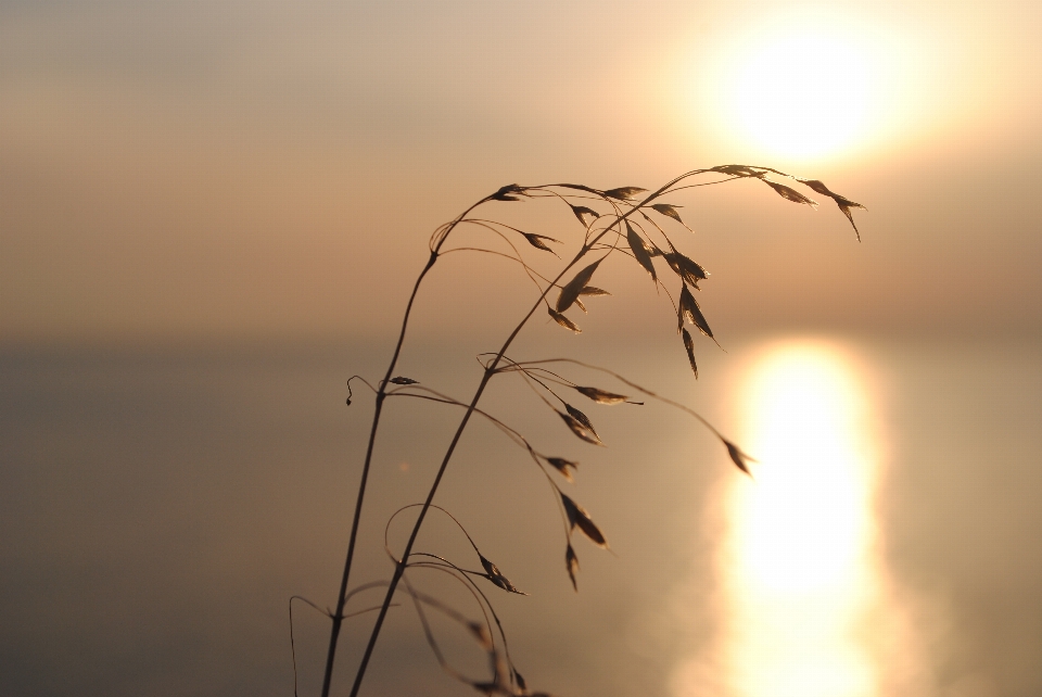 Erba tramonto mare macro