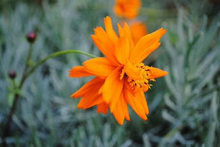 Flower orange macro summer Photo