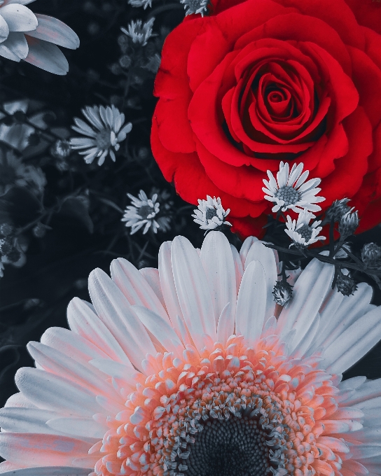 La photographie fleur marguerite de barberton
 gerberas
