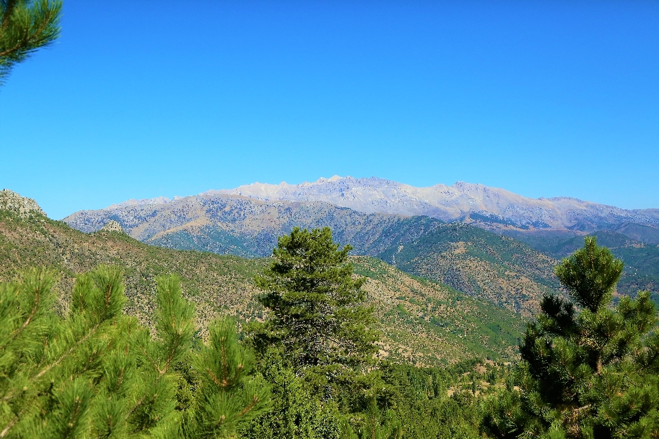 Montagnes nature vert forêt