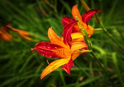 Blume blühende pflanze
 taglilie
 blütenblatt Foto