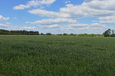 Cloud field grassland sky Photo