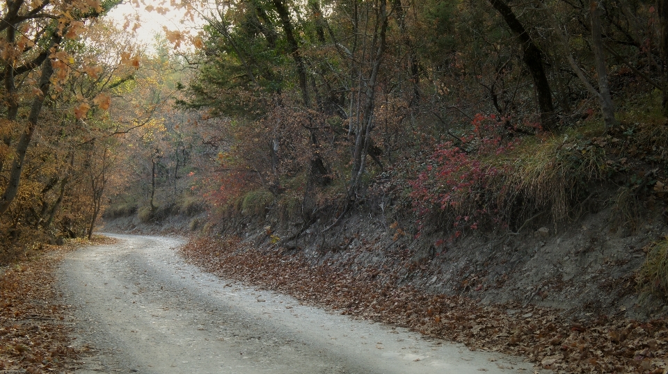 Camino bosque otoño follaje