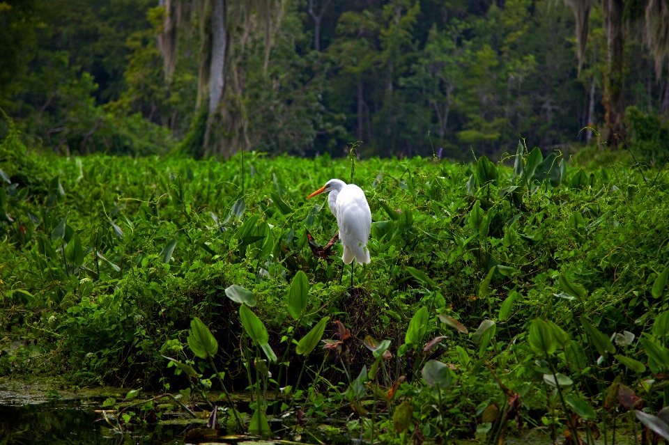 Wakulla yayları
 nehri
 florida balıkçıl