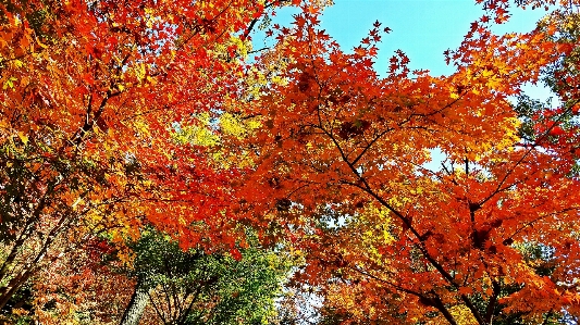 Foto Corea autunno albero foglia