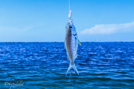 Fish sea blue ocean Photo