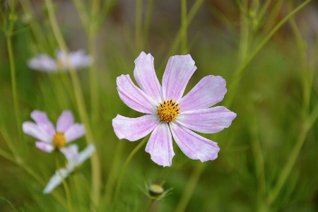 Foto Flor florescer verão rosa e branco
