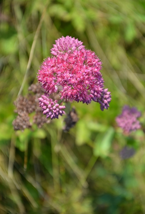 Fiore fioritura estate rosa