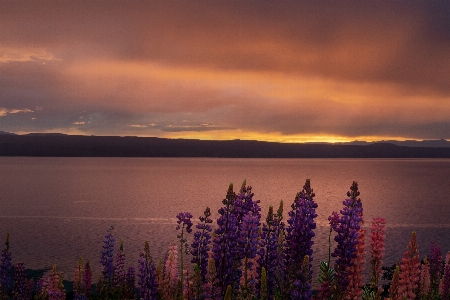 Lupines flowers morning sun Photo