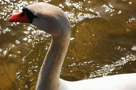 Photo Oiseau eau cygne nager