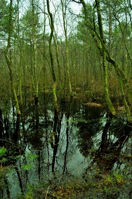 Natural tree environment landscape