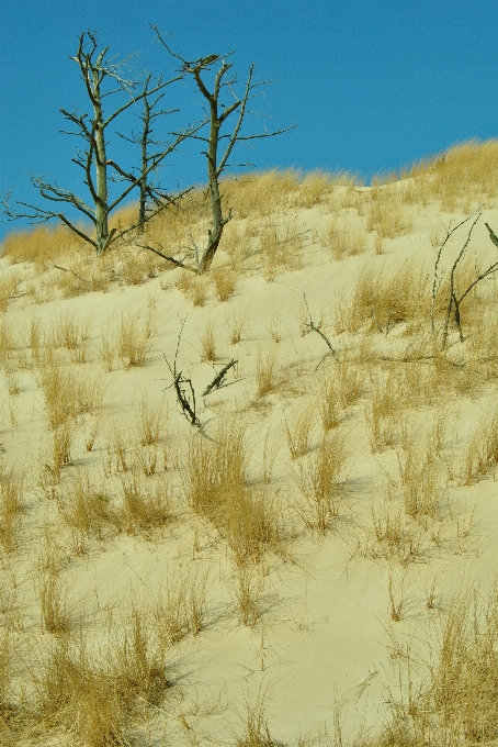 Dünen sand meer bäume