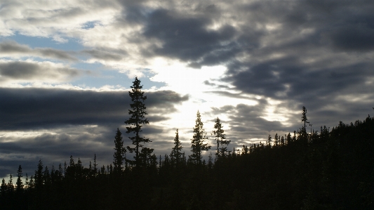 Forrest sky cloud nature Photo