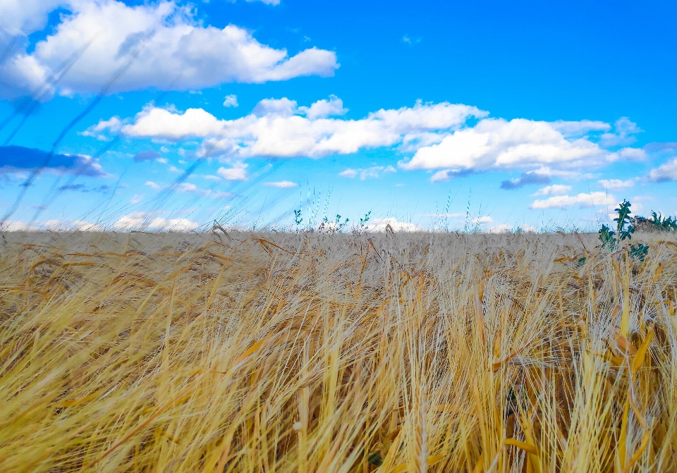 Ucraina cielo campo paesaggio naturale
