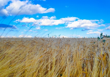 Ukraine sky field natural landscape Photo