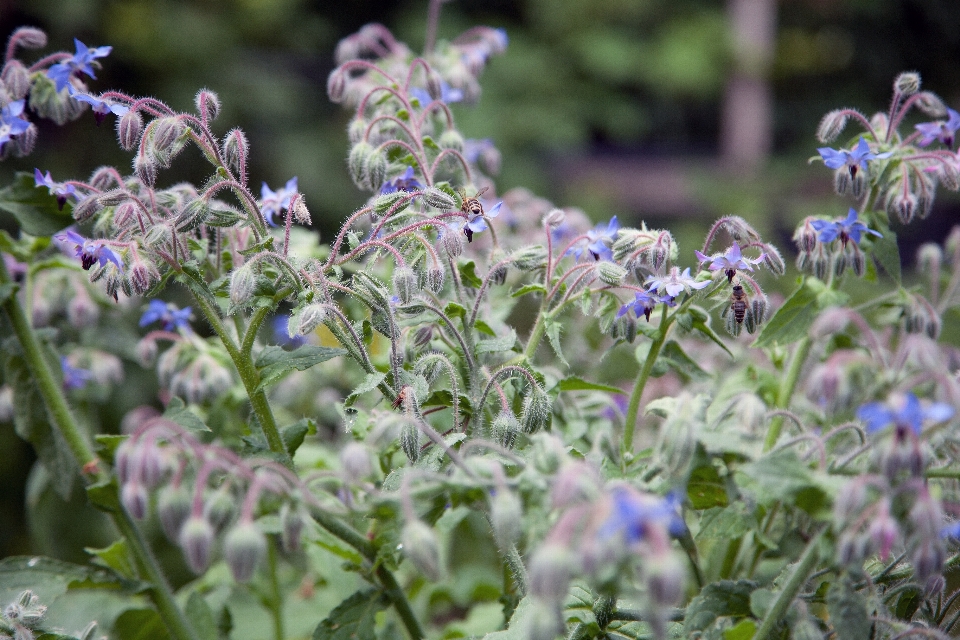 Garden vegetables plants bees